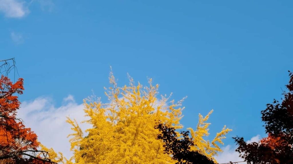 Come gli influencer TikTok in Italy collaborano con brand in Germany