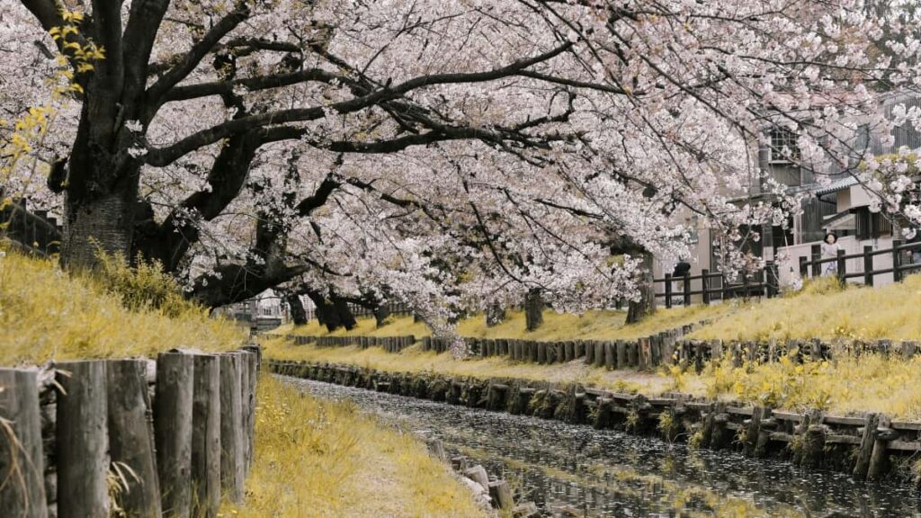 Guida pratica per advertiser italiani su come trovare e ingaggiare creator Moj in Paraguay per raggiungere fan della musica con contenuti creator-driven.