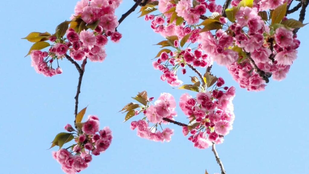 Guida pratica per advertiser italiani: come scovare creator sudafricani su Telegram per product seeding, contatti, rischi e toolkit operativo.