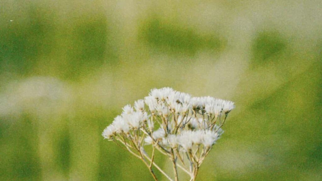 Guida pratica per creator italiani su come trovare, contattare e chiudere giveaway con brand austriaci tramite WhatsApp, con esempi, template e rischi.