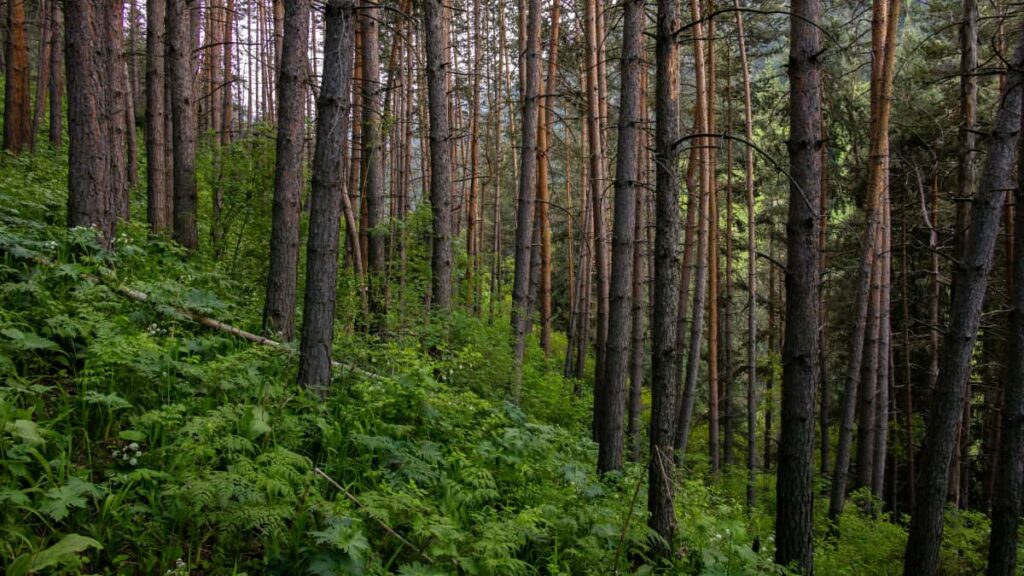 Guida pratica per advertiser italiani: come trovare, selezionare e usare creator Kuaishou in Kenya per convertire follower in acquirenti, con tattiche, metriche e checklist operative.