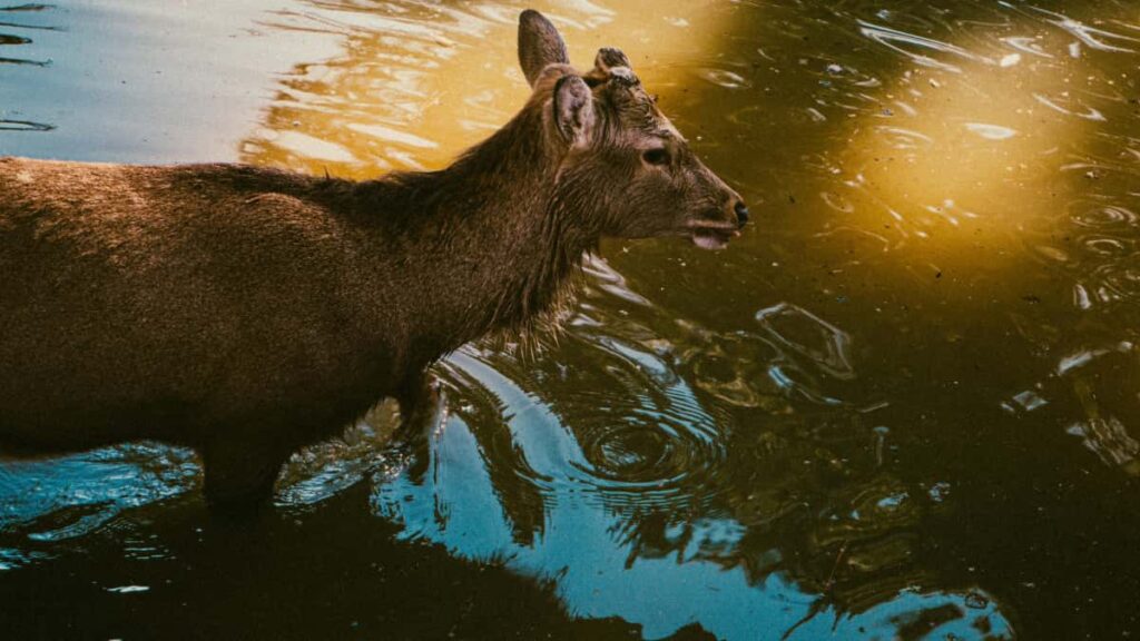 Guida pratica per advertiser italiani: dove scovare creator Rumble negli Emirati Arabi Uniti e come collaborare con influencer di stile, con rischi, strumenti e consigli operativi.