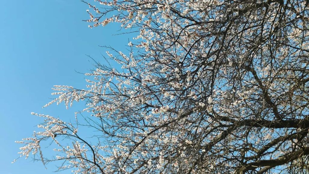 Guida pratica per advertiser italiani su come scovare, contattare e collaborare con creator ucraini su KakaoTalk per campagne esports efficaci.