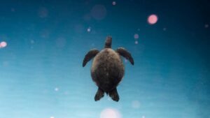 Guida pratica per creator in Italia: come trovare, contattare e costruire reputazione con brand serbi su OnlyFans, con rischi legali e best practice per brand safety.